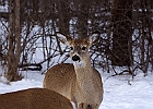 White-tailed Deer
