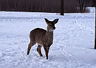 White-tailed Deer