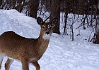 White-tailed Deer