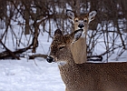 White-tailed Deer