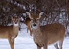 White-tailed Deer