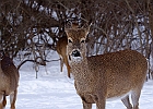 White-tailed Deer