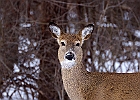 White-tailed Deer