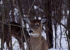 White-tailed Deer