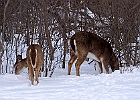 White-tailed Deer