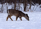 White-tailed Deer