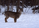 White-tailed Deer