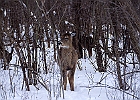 White-tailed Deer