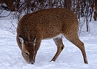 White-tailed Deer