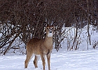 White-tailed Deer