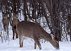White-tailed Deer