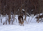 White-tailed Deer