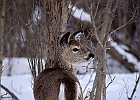 White-tailed Deer