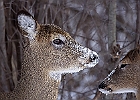 White-tailed Deer