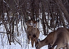 White-tailed Deer