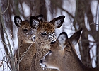 White-tailed Deer