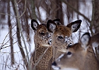 White-tailed Deer