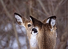 White-tailed Deer