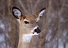 White-tailed Deer