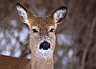 White-tailed Deer