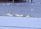 Mute Swan