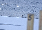 Canvasback (m)