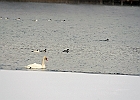 FOREGROUND - Mute Swan -  Common Merganser (m) - Canvasback (m) - Common Merganser (f) - BACKGROUND - Common Merganser (m) &#38;