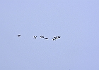 Common Merganser (m)
