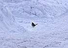 White-throated Sparrow (White-Striped Adult)