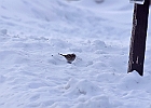 White-throated Sparrow (White-Striped Adult)
