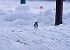 White-throated Sparrow (White-Striped Adult)