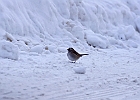 White-throated Sparrow (White-Striped Adult)