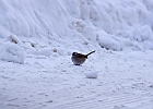 White-throated Sparrow (White-Striped Adult)