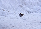 White-throated Sparrow (White-Striped Adult)