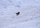 White-throated Sparrow (White-Striped Adult)