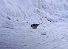 White-throated Sparrow (White-Striped Adult)