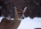 White-tailed Deer