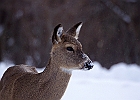 White-tailed Deer