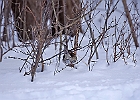 White-throated Sparrow (White-Striped Adult)
