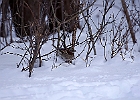White-throated Sparrow (White-Striped Adult)