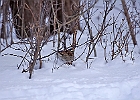 White-throated Sparrow (White-Striped Adult)