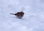White-throated Sparrow (White-Striped Adult)