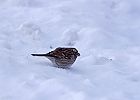 White-throated Sparrow (White-Striped Adult)