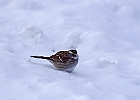 White-throated Sparrow (White-Striped Adult)