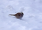 White-throated Sparrow (White-Striped Adult)