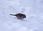 White-throated Sparrow (White-Striped Adult)