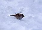 White-throated Sparrow (White-Striped Adult)