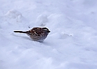 White-throated Sparrow (White-Striped Adult)