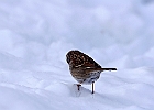 White-throated Sparrow (White-Striped Adult)