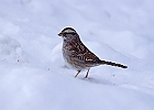 White-throated Sparrow (White-Striped Adult)